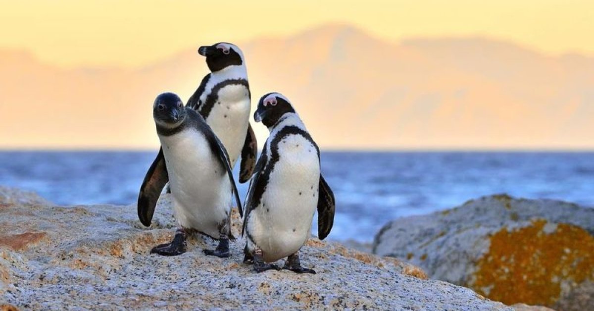 Antarktika’daki penguenlerin üreme dönemi iklim değişikliğiyle erkene kaydı