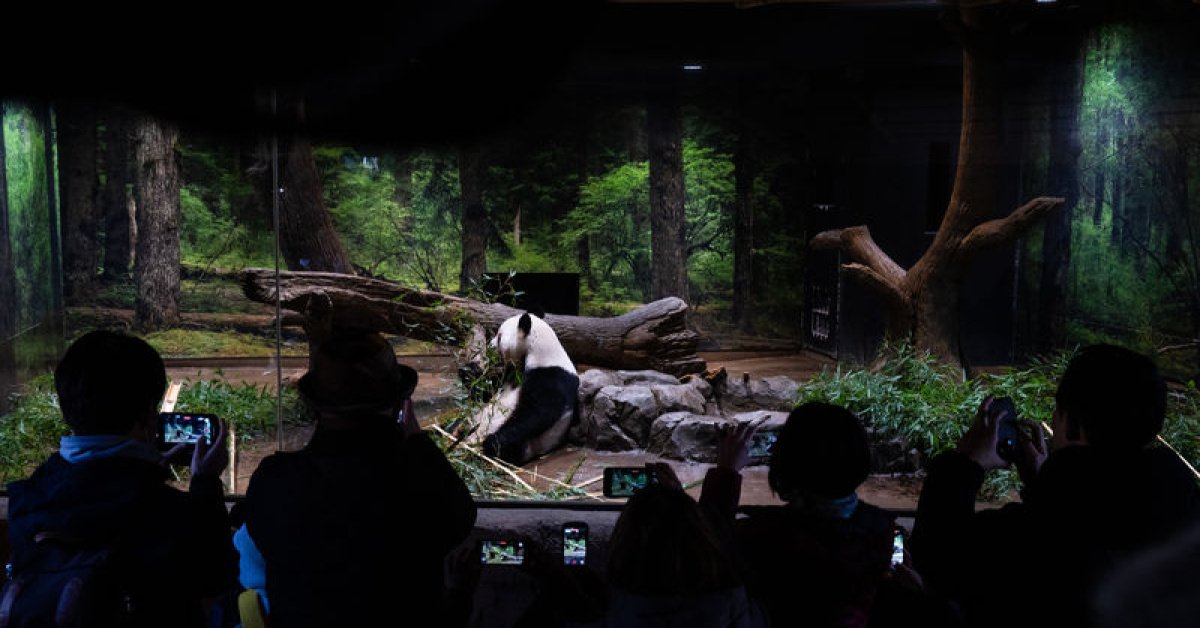 Japonya 1972'den bu yana ilk kez pandasız kalacak