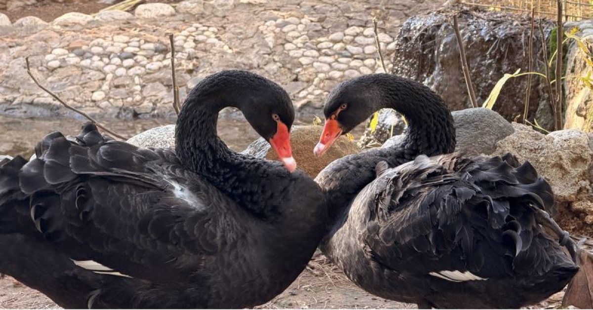 Doğanın sadık eşleri siyah kuğularda kuluçka heyecanı