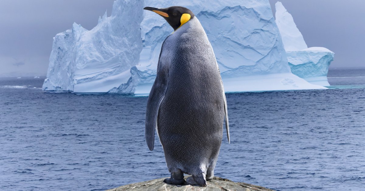 O penguen neden sürüden ayrıldı?