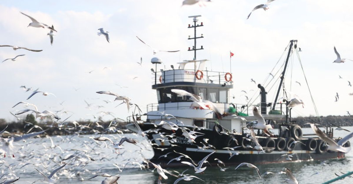Balıkçı teknelerinin peşini bırakmıyorlar