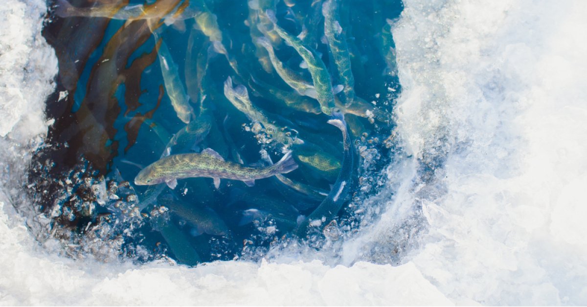 Balıkların doğayla yaptığı büyük anlaşma