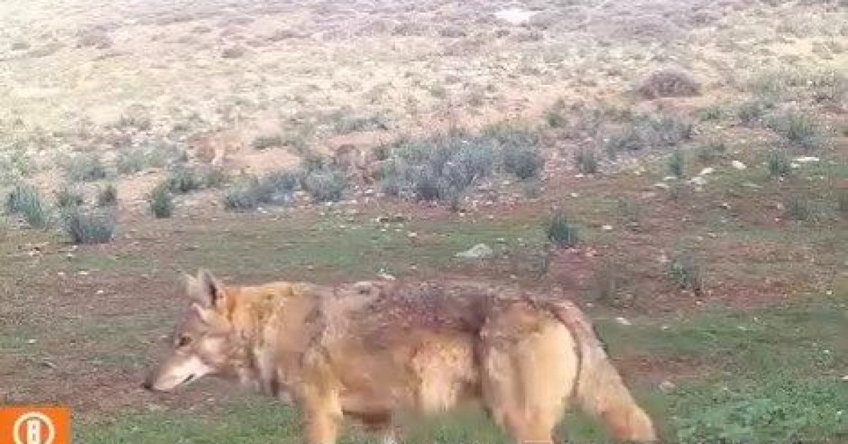 Dağ ceylanı, çizgili sırtlan ve kurt aynı habitatı paylaşıyor