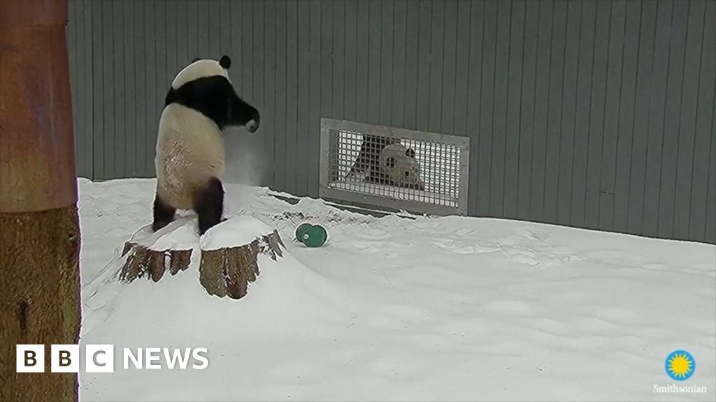 Giant pandas play in Washington DC snowstorm