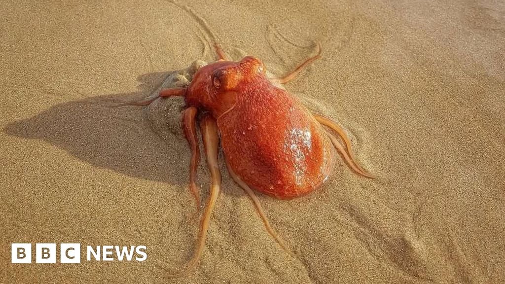 Rare octopus spotted on Tenby’s North Beach before vanishing