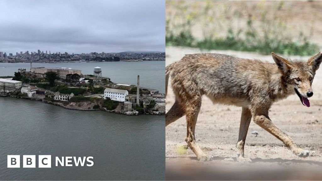 Stay or go – what's next for coyote that escaped to Alcatraz?