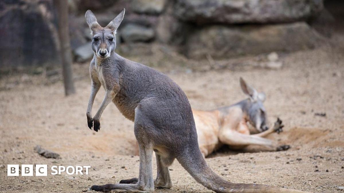 BBC Sport weekly quiz: How did a kangaroo disrupt a sporting event?