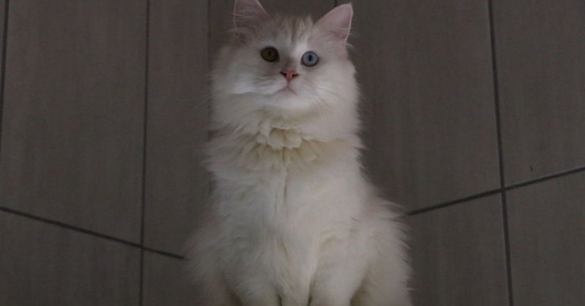 Ankara kedisini yaşatan merkezden 700’e yakın sahiplendirme