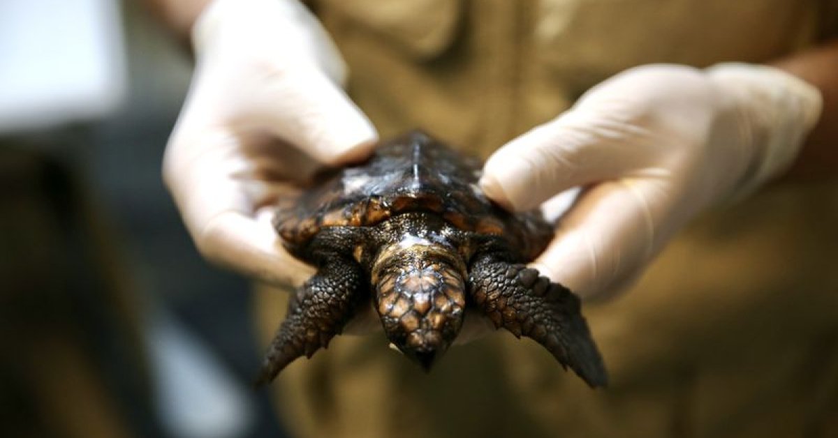 Caretta caretta yavrusu ‘Arda’nın iyileşmesi için yoğun mesai harcıyorlar