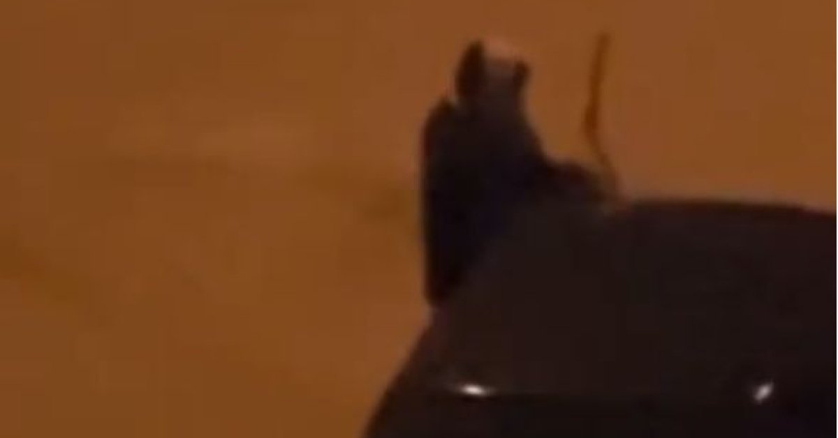 Çok sayıda aracın sileceklerini kırdı!