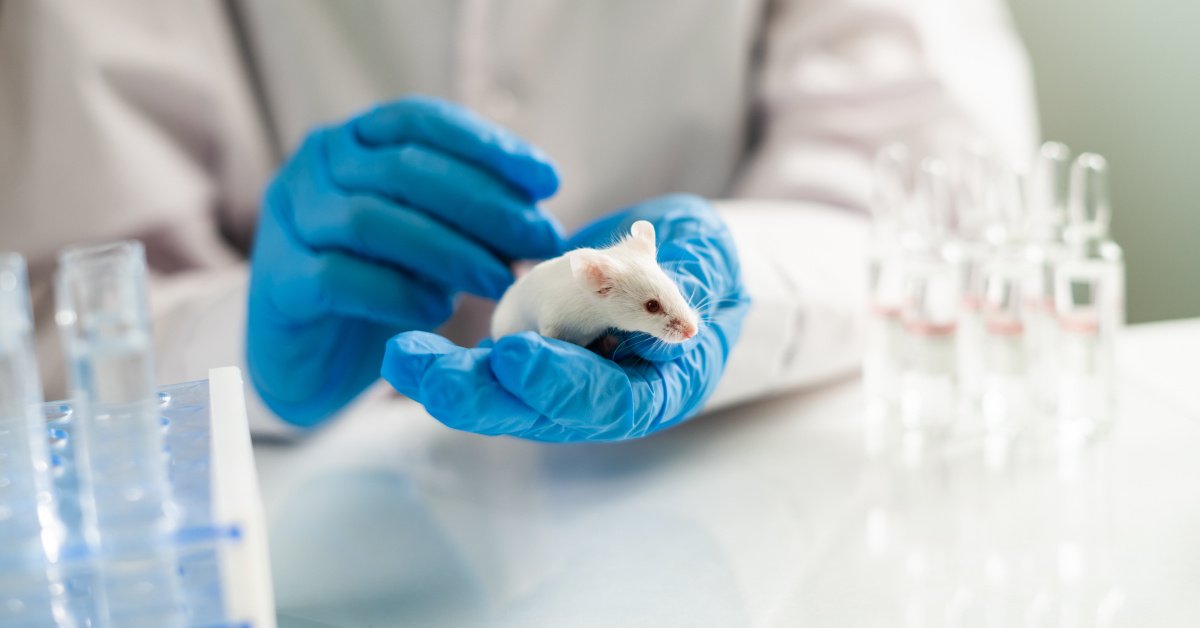 Farelerdeki pankreas kanserini tedavi eden araştırmacılara klinik deneyler için en az 30 milyon euro gerekiyor