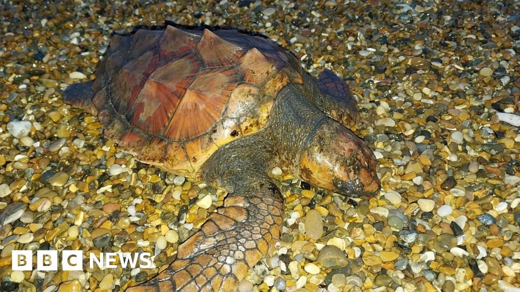 Rare loggerhead turtle washes up on Suffolk beach during storm